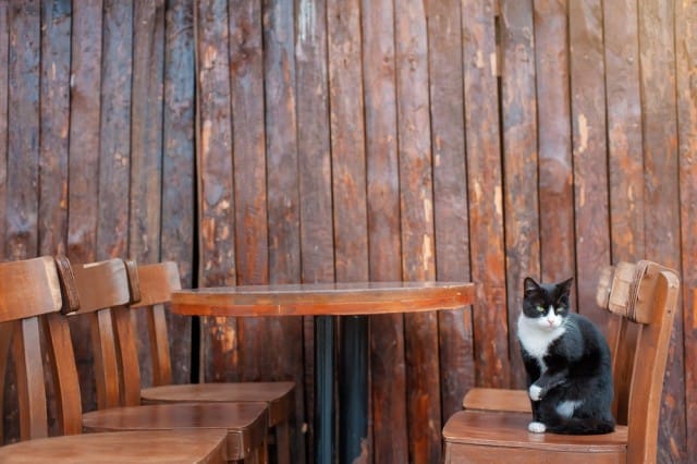 Bar per gatti: dove trovarli