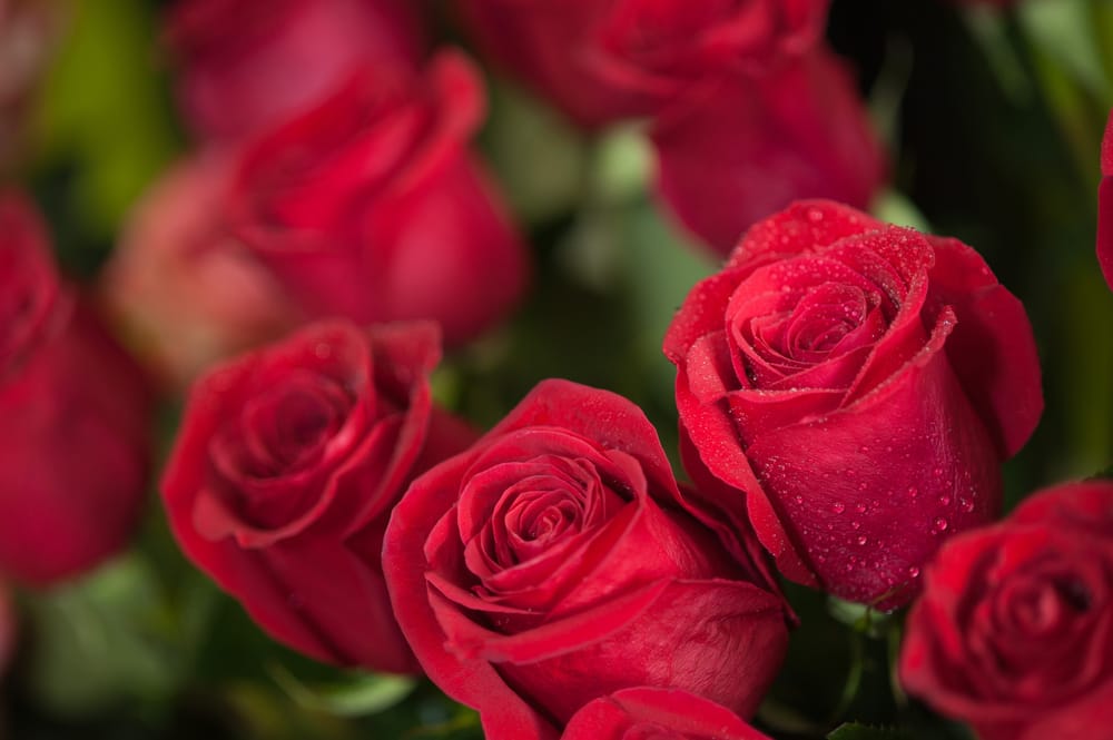 Come coltivare le rose, un fiore meraviglioso in grado di decorare balconi e giardini