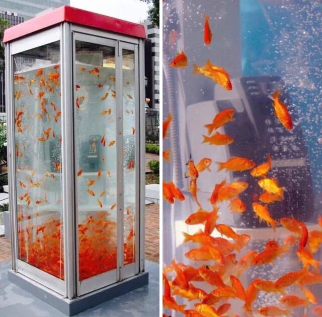 Riciclo creativo cabine telefoniche