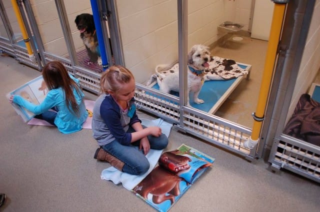 Leggere fiabe ai cani nei canili per prepararli all’adozione: il progetto negli Stati Uniti