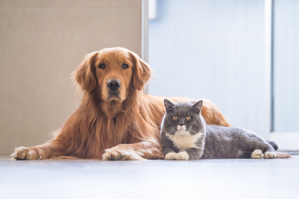 Casa con cani e gatti: come tenerla pulita
