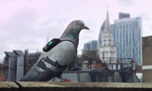 Piccioni, a Londra reclutati (foto) per misurare l’inquinamento in città