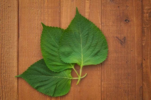 Egoma, la pianta di menta giapponese che allunga la vita di almeno dieci anni