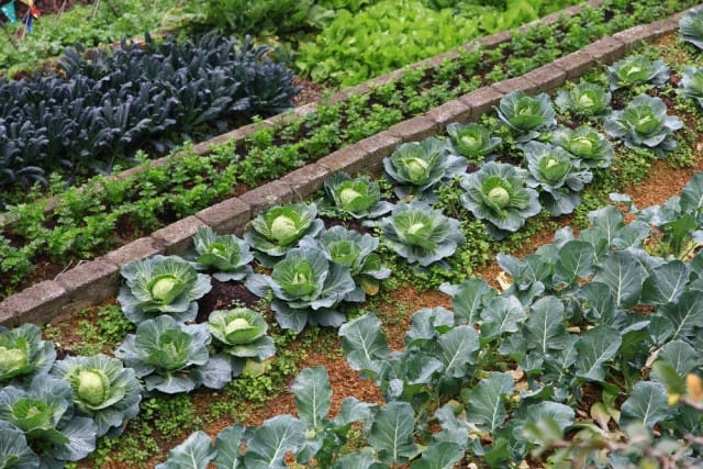 Corsi per imparare a coltivare l’orto: le scuole e le associazioni che li organizzano