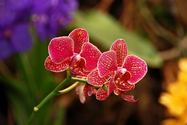 Orchidee selvatiche: dove si trovano e come si vedono