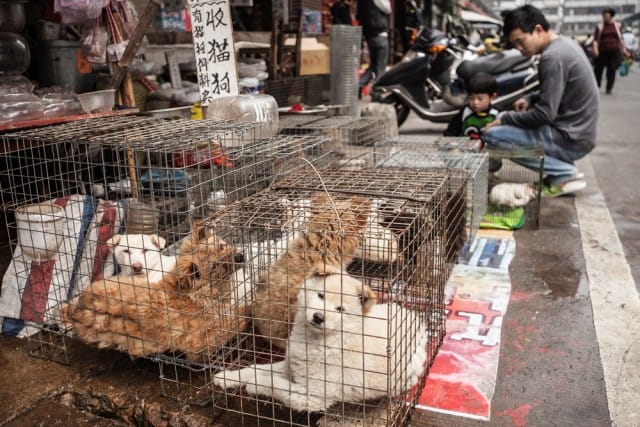Festival della carne di cane in Cina: il solito massacro