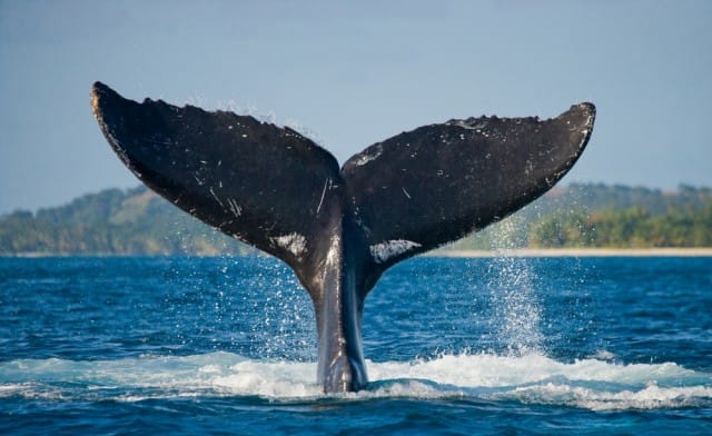 come-salvare-le-balene (2)