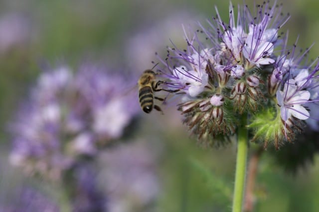 Facelia: la pianta che salva le api
