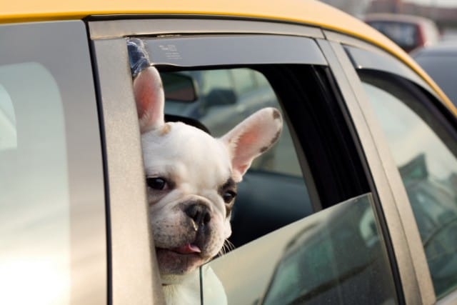 Trasporto cani in taxi, a Roma e in altre città rifiutano il servizio. Senza una spiegazione