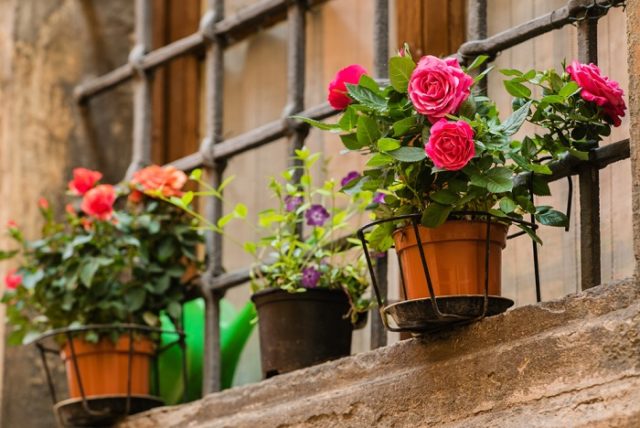 Come si curano le rose nel vaso e in giardino