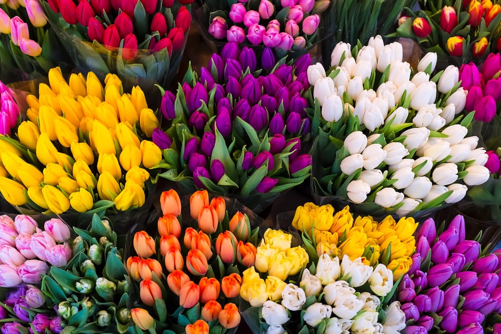 Tulipani: come si coltivano sul balcone e in vaso