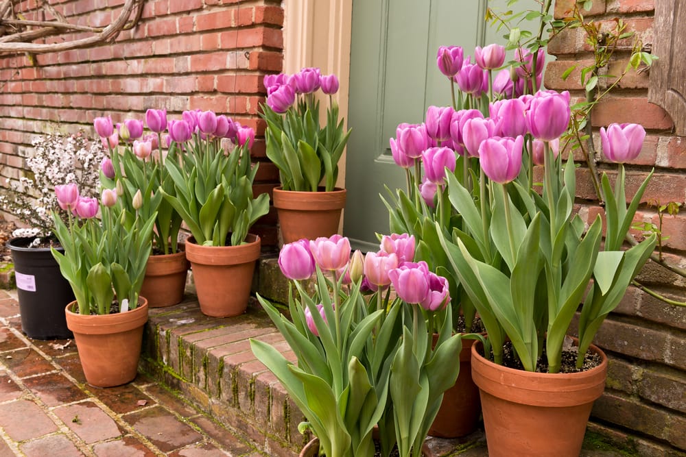 Nuovo per la crescita di piante - i tulipani che cresce in un vaso di fiori  Foto stock - Alamy