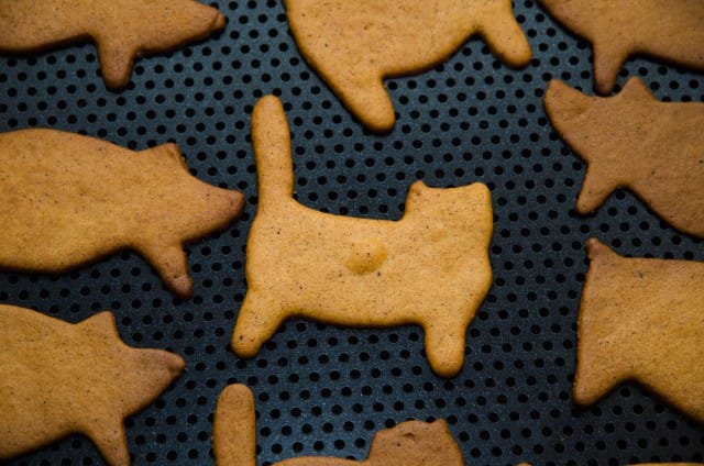 ricetta biscotti fai da te per gatti