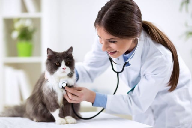 veterinario gratis per animali domestici