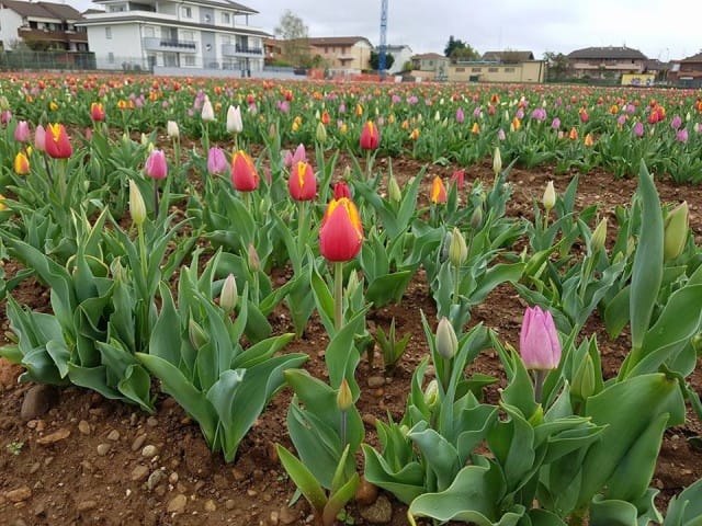 come-coltivare-tulipani