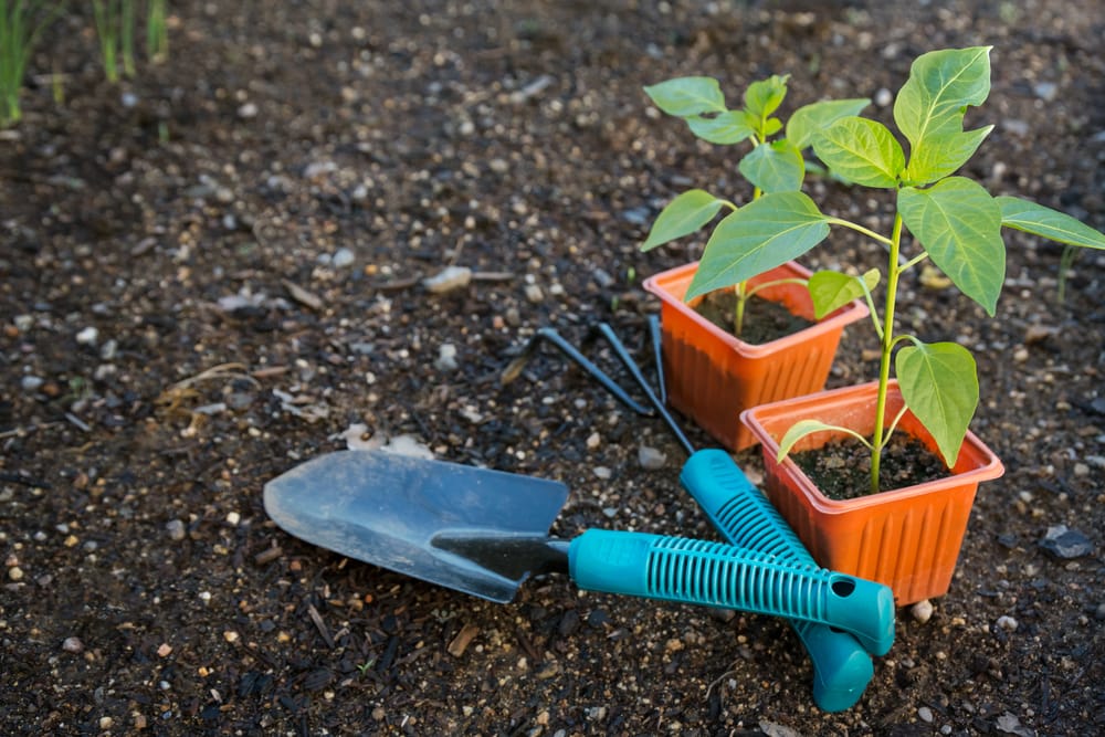 Lavori nell’orto nel mese di gennaio: erbe aromatiche da raccogliere e attrezzi da pulire