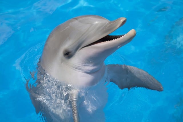 problema delfini eolie