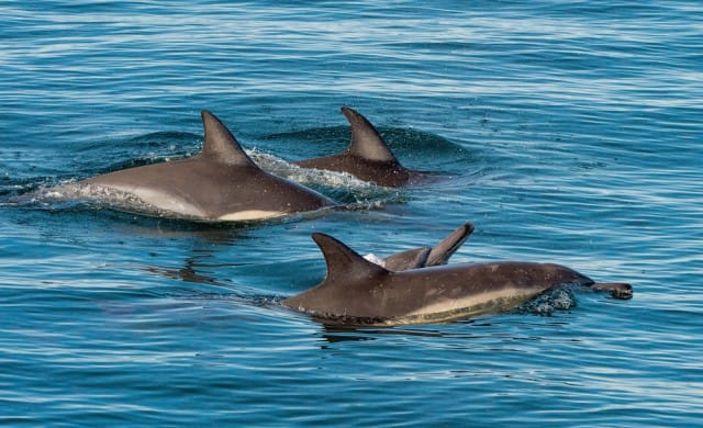 problema-delfini-eolie-invasione-pescatori (2)