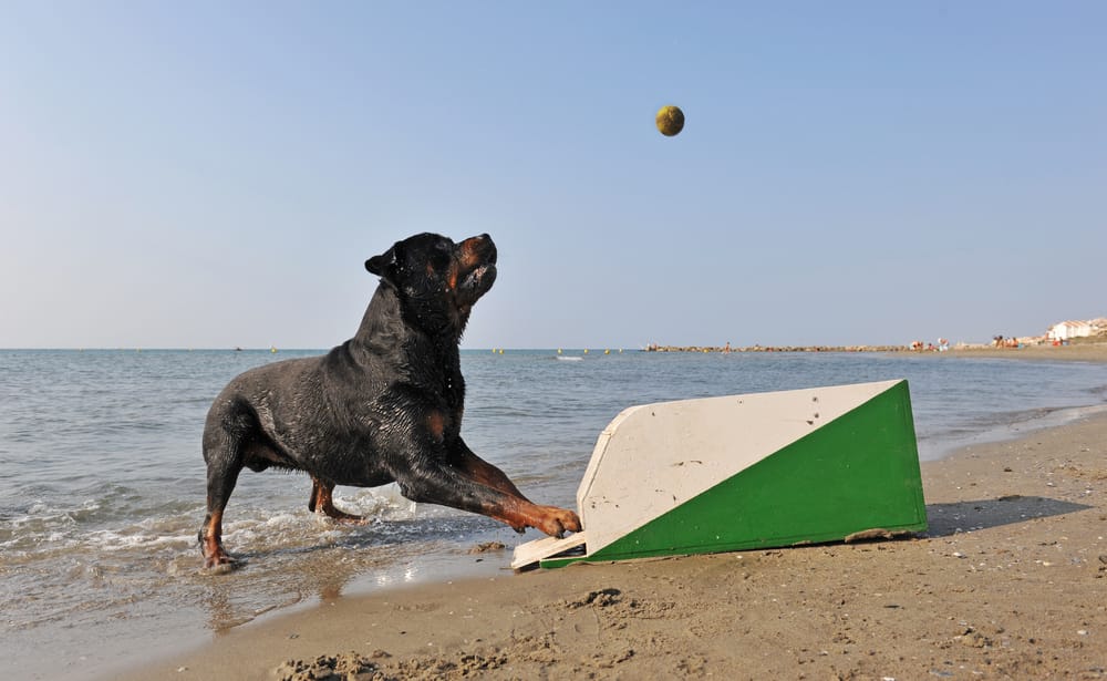 sport-con-cani-1