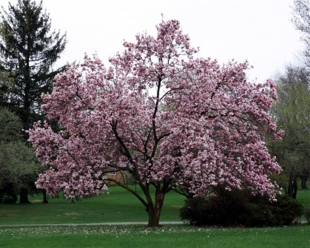 come-coltivare-magnolia (11)