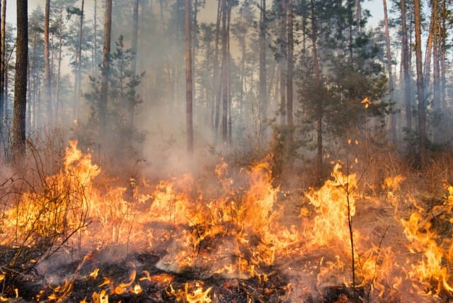 come prevenire gli incendi boschivi