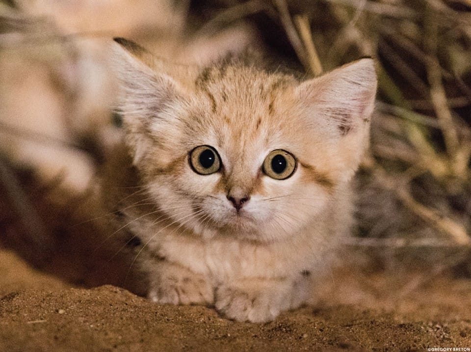 gatto del deserto