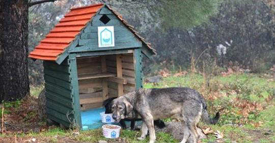 Distributore di cibo per cani FAI DA TE - Lavoretti per cani! 