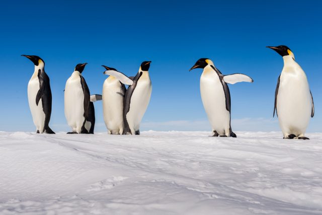 scoperta colonia pinguini
