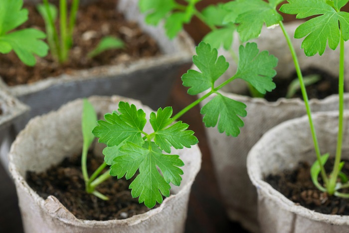 Come coltivare il prezzemolo nell’orto o in vaso