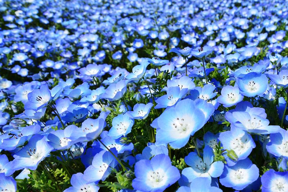 Nemophila blu: il fiore che arriva dal Giappone