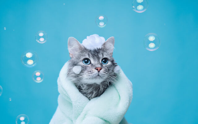 come lavare il gatto