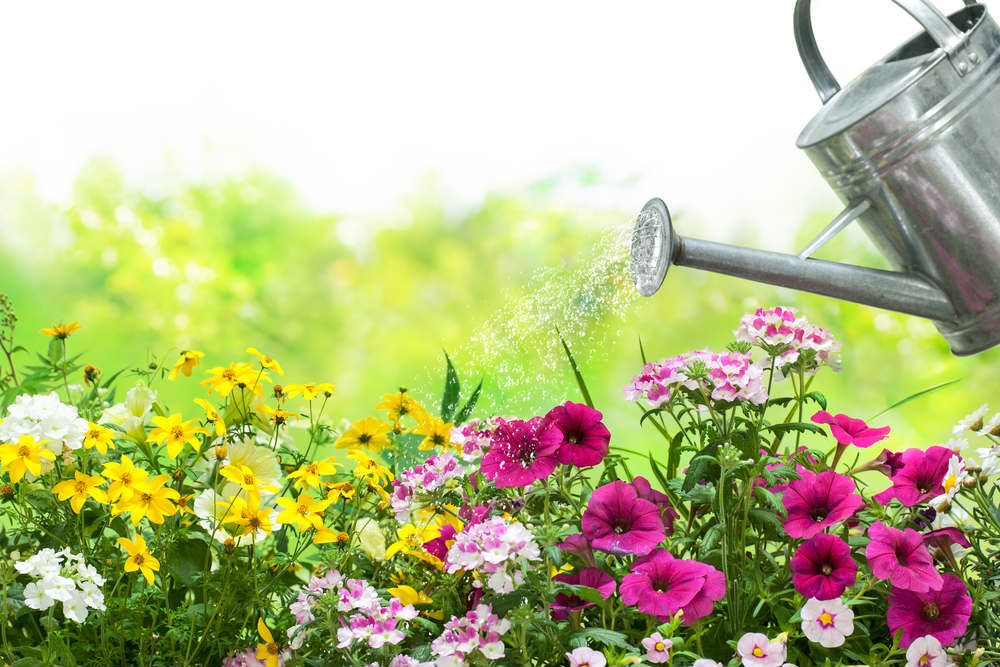 Annaffiare le piante, senza sprecare acqua: basta scegliere l’ora giusta e prevedere la pacciamatura