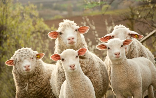 Donne pastore, la missione di Sara, Renata e Luana: hanno lasciato la città, e si dedicano a salvare le pecore