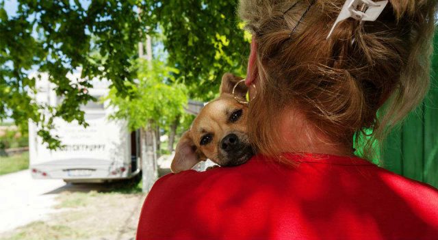 Romania, la strage silenziosa dei cani: dal 2013 una legge ha reso legale l’uccisione dei randagi