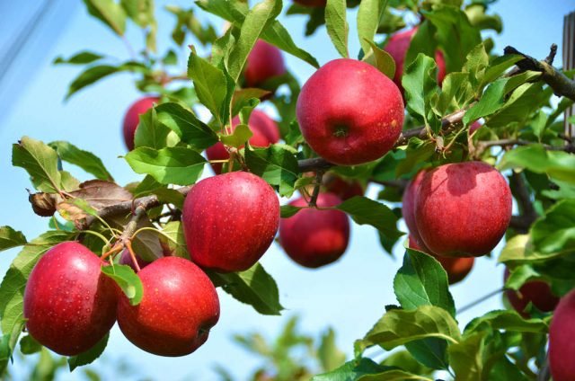 come si coltiva il melo