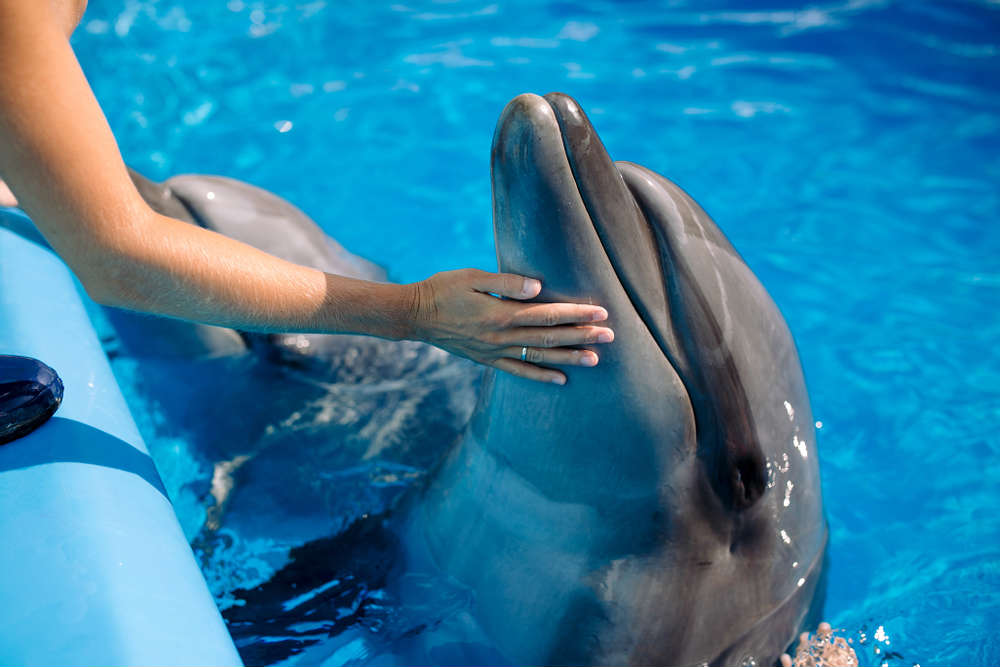 i delfini sono pericolosi per l'uomo