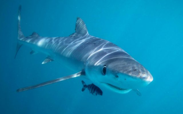 Wwf, nel Mediterraneo gli ‘squali’ siamo noi: oltre 20 specie a rischio estinzione