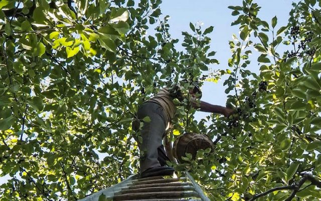 Salviamo la ciliegia Moretta: preservare la biodiversità per la nostra sicurezza alimentare