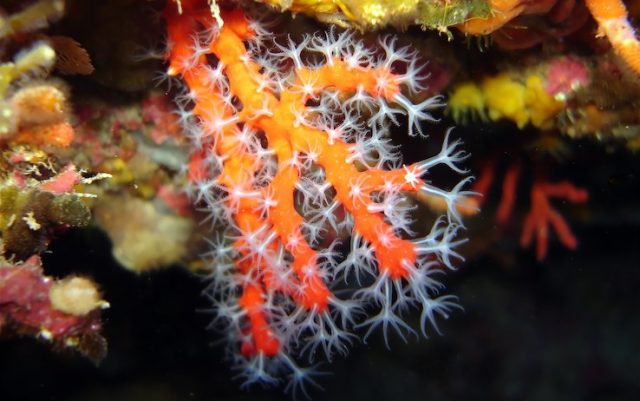 Costiera Amalfitana, in due anni depredati 400 kg di una specie di corallo a rischio estinzione