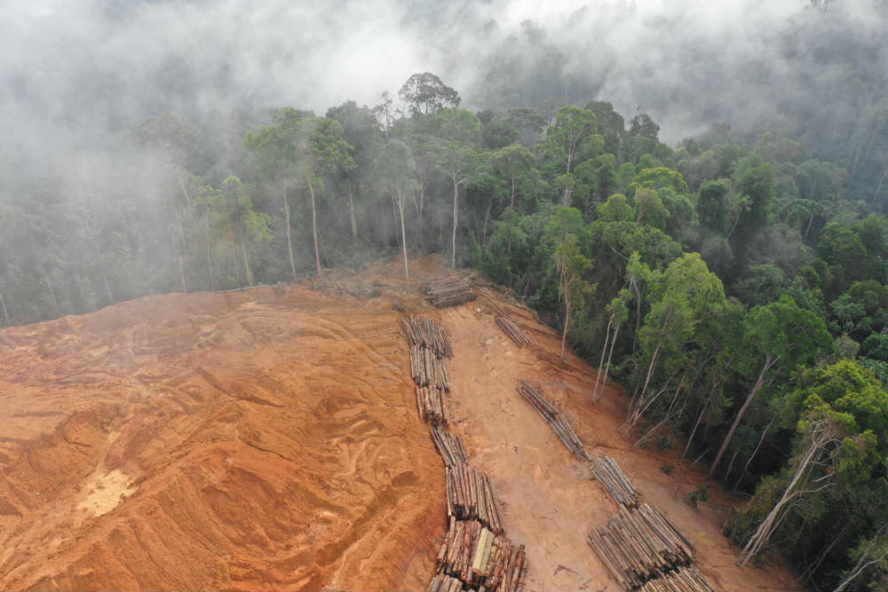 Deforestazione, una delle cause più gravi dell’emergenza climatica in tutto il mondo