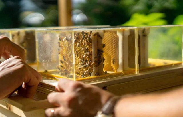 B-box,  l’arnia domestica che salva le api e permette di produrre il miele in casa