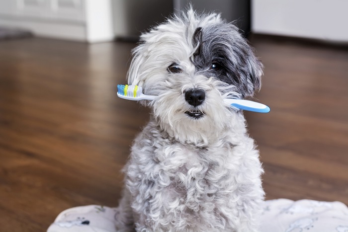 pulizia denti del cane