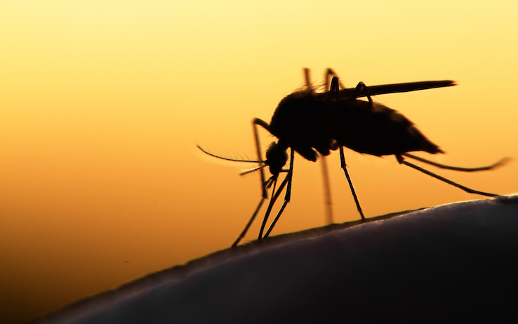 come difendersi dalle zanzare