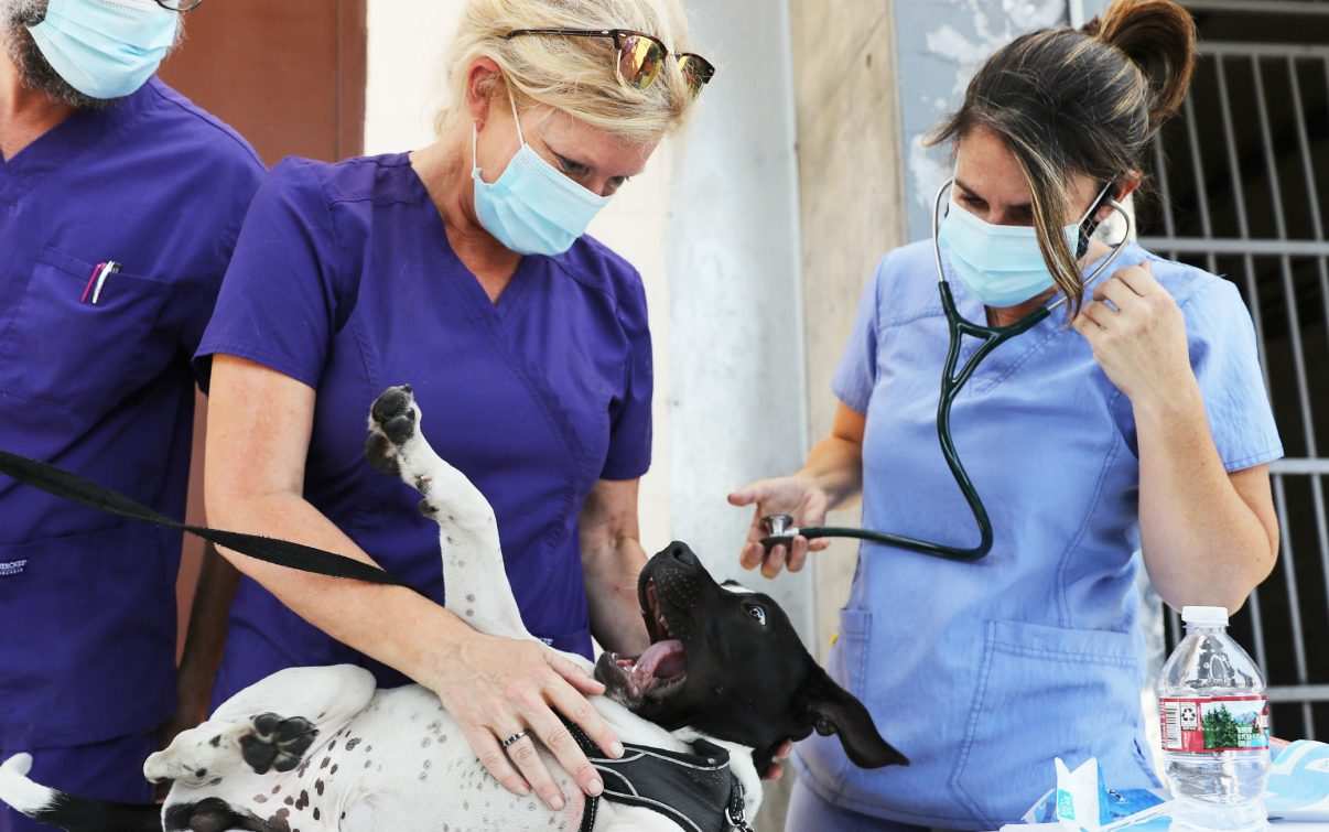 clinica veterinaria mobile california
