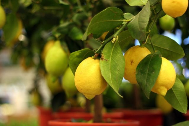 Come coltivare i limoni nel vaso