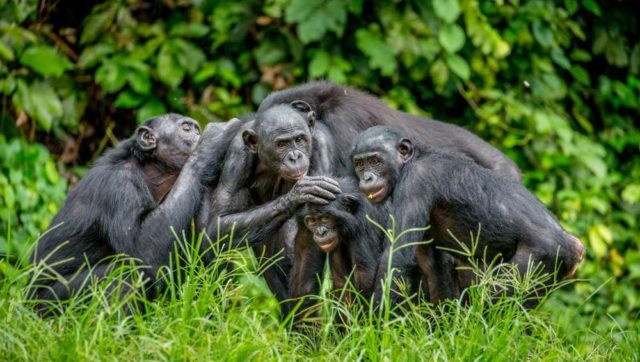 come vivono i bonobo