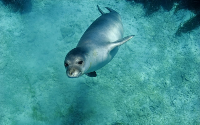 foca monaca salento