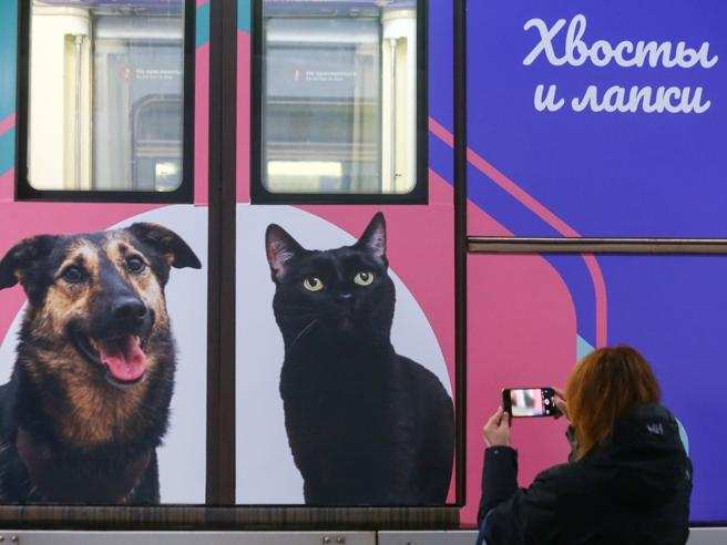 metro per cani e gatti mosca