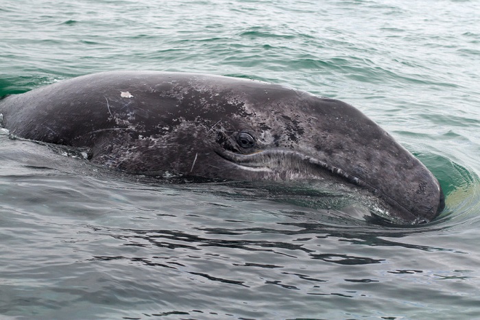 balena grigia nel mediterraneo