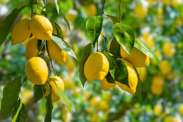 idee per utilizzare le foglie di limoni
